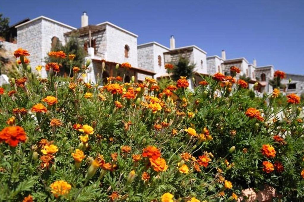 Lefkoritis Resort Askifou Sfakia Petrés Dış mekan fotoğraf
